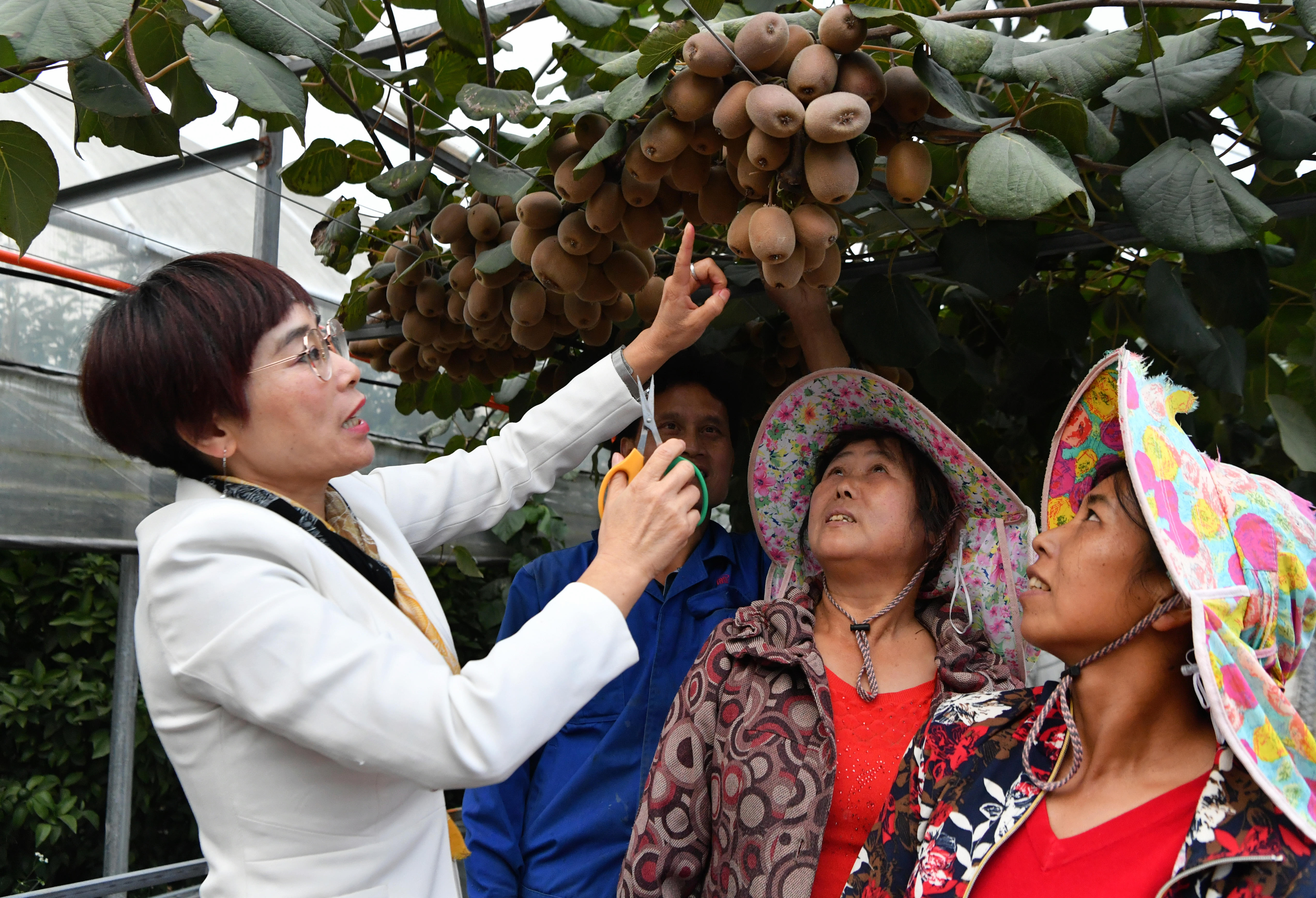 2020年10月22日，在周寧縣農(nóng)民創(chuàng)業(yè)示范基地特色水果種植園，福建省寧德市農(nóng)業(yè)科學(xué)研究所的科技特派員（左一）在指導(dǎo)當(dāng)?shù)剞r(nóng)民采摘紅心獼猴桃。新華社記者魏培全攝.JPG